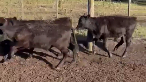 Lote 70 TERNS. MACHOS, TANDIL , PCIA. DE BS. AS.