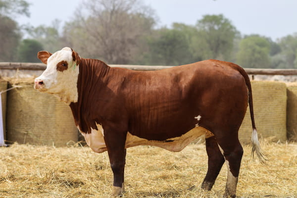 Lote LOTE 40