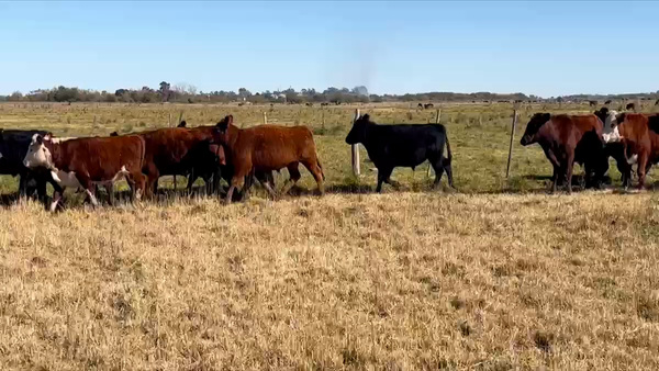 Lote 17 Novillitos