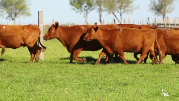 Lote LOTE 4 VIENTRES