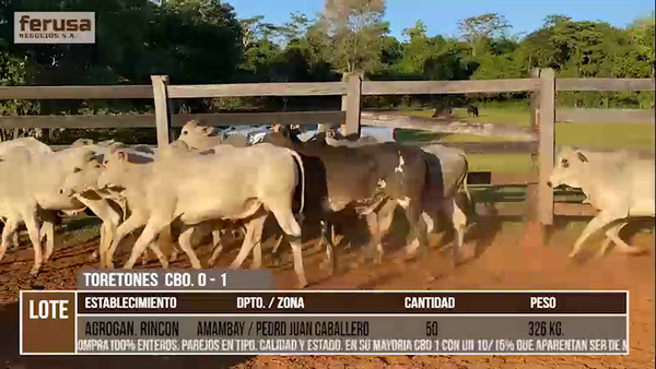 Lote LOTE 23 - 50 TORETONES