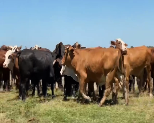 Lote 50 Novillos en Col. C. Pellegrini, Corrientes