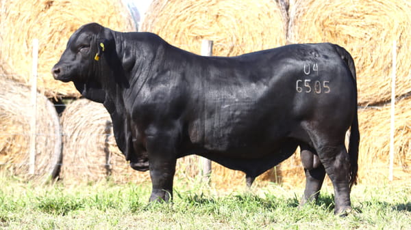 Lote LOTE 20