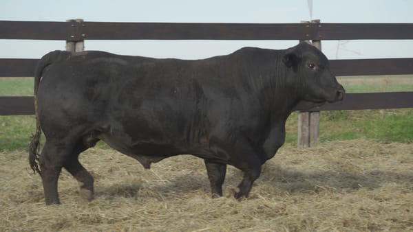Lote TORO BRANGUS