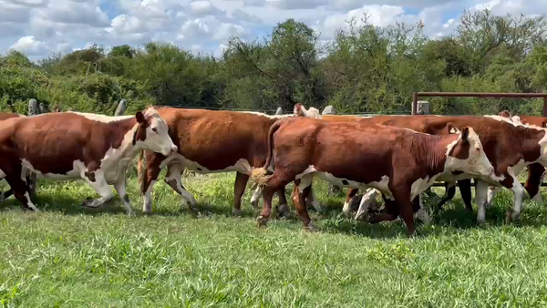 Lote 35 Vacas nuevas C/ gtia de preñez en Corrientes, Curuzú-Cuatiá