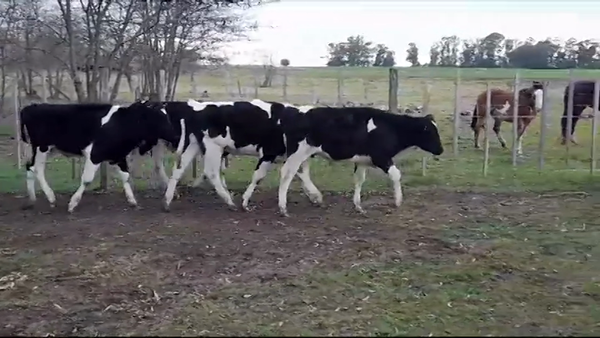 Lote NOVILLOS  HOLANDO