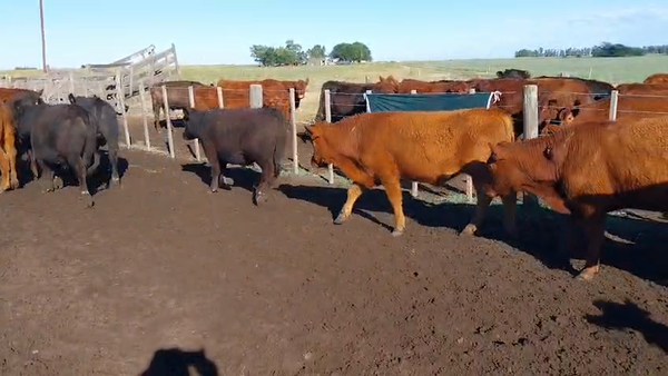 Lote 63 Novillitos en Arboledas