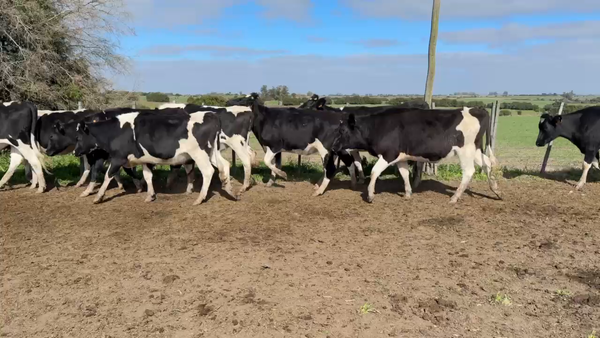 Lote VAQUILLONAS 1 a 2 AÑOS