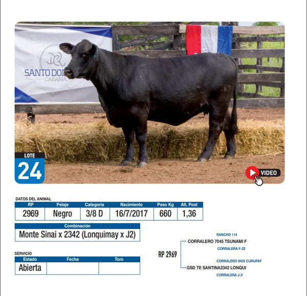 Lote Monte Sinai x 2342 (Lonquimay x J2)