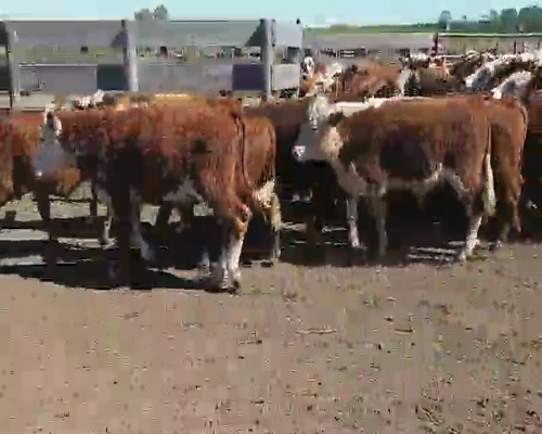 Lote 70 Terneros en Villaguay, Entre Ríos