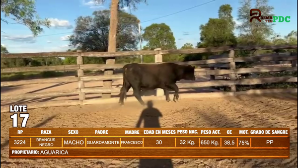 Lote TORO BRANGUS NEGRO - AGUARICA