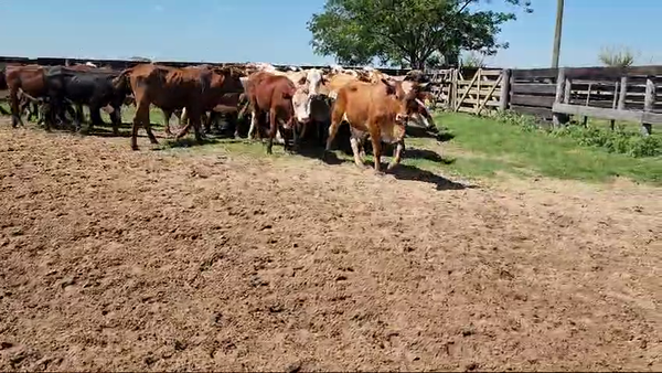 Lote 40 Novillos en Nueve de Julio, Corrientes