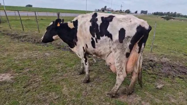 Lote Vaca 470kg - , San José