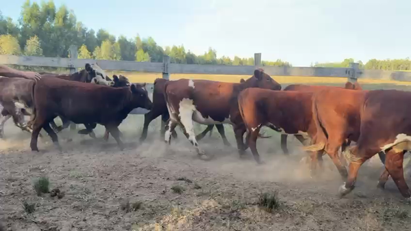 Lote VAQUILLONAS 1 a 2 AÑOS