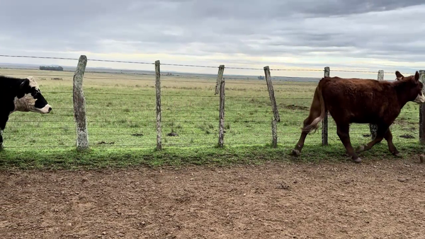 Lote NOVILLOS 1 A 2 AÑOS