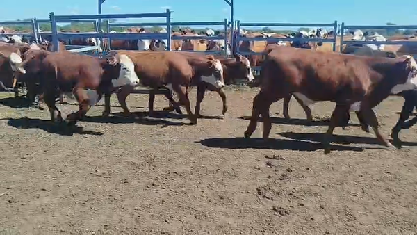  86 Terneros en Entre Ríos, Los Conquistadores