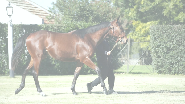 Lote FREE PASS (MADE YOU LOOK -  FLOR DE BENICIO)