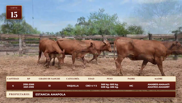 Lote LOTE 15