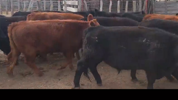 Lote 42 novillitos