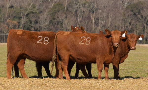 Lote VAQUILLONAS ANGUS PC PARICION OTOÑO