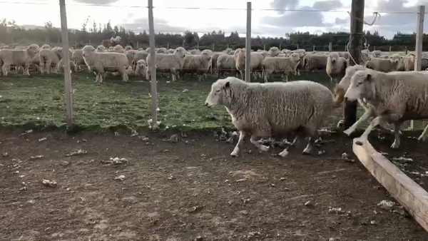 Lote 257 Ovejas TEXCEL 55kg - , San José