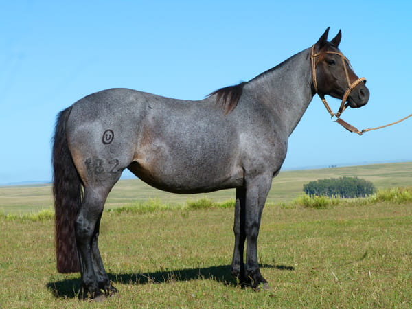 Lote Faja del Cerro Grande