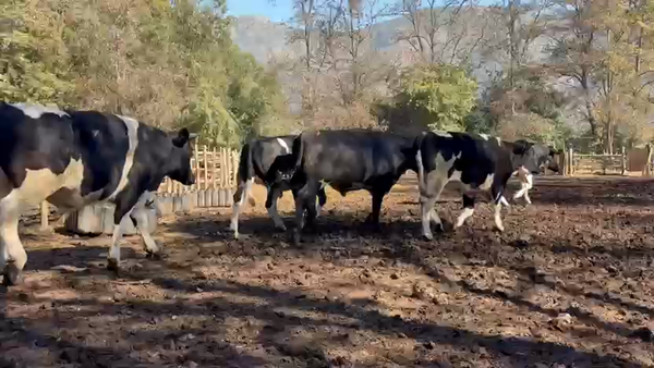 Lote 45 Novillo Gordo en Paine, Región Metropolitana