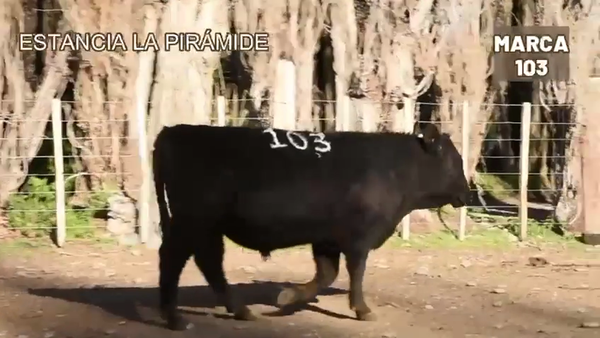 Lote 1 Toro