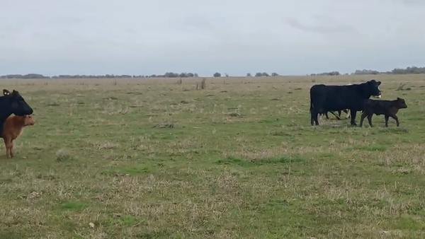 Lote 25 Vacas con Cría