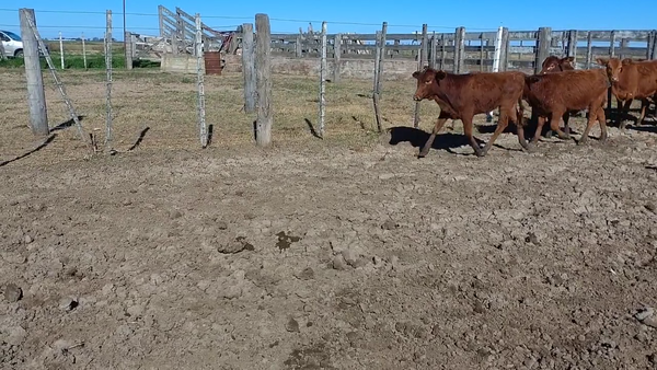 Lote 80 Vaquillonas Brangus colorado en Bauer y Sigel, Santa Fe