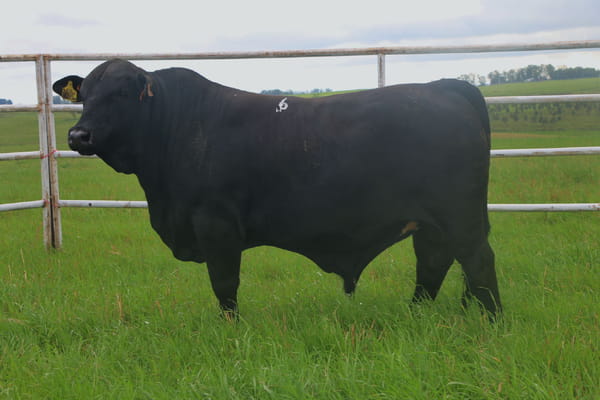 Lote Toros, Tacuarembó