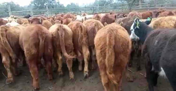 Lote 65 Ternera en Puchuncaví, V  Región Valparaíso