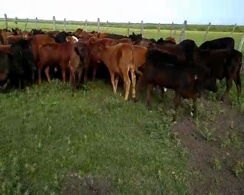 Lote 85 Terneros en Santa Elena, Entre Ríos