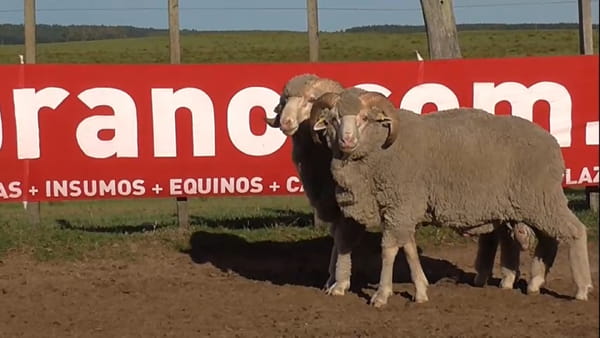 Lote 11 carneros 2 dtes MO