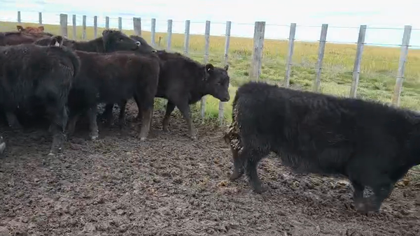 Lote 65 Terneros en Buenos Aires, Carhue