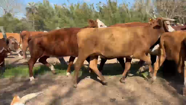 Lote 32 Vacas de invernar en Corrientes, Lavalle