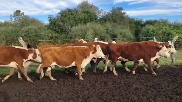 Lote 57 Vacas p/ invernar
