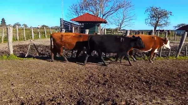 Lote 37 Vacas usadas preñadas