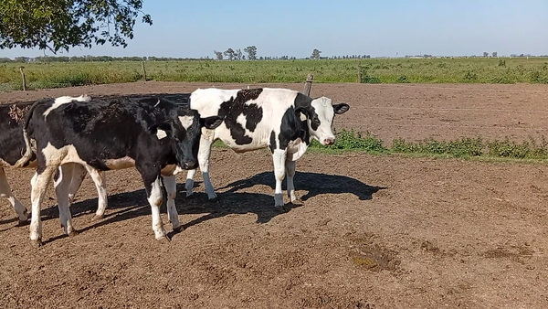 Lote 25 Terneros Holando en Col. Bicha, Santa Fe