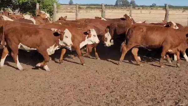 Lote 86 Terneras en Villaguay, Entre Ríos