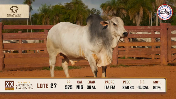 Lote Lote 27