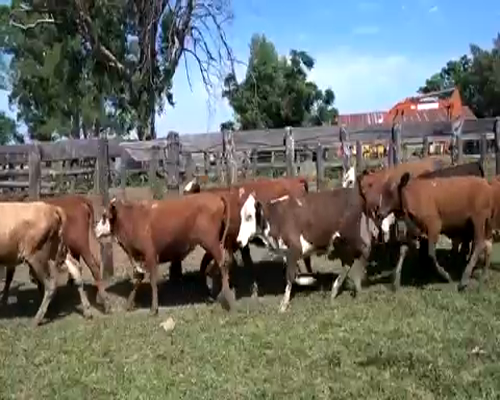 Lote 71 Terneras en Berón de Astrada, Corrientes