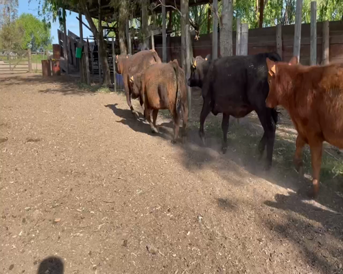 Lote 40 Terneras en Canelones, San Bautista