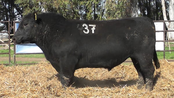 Lote ANGUS PURO CONTROLADO