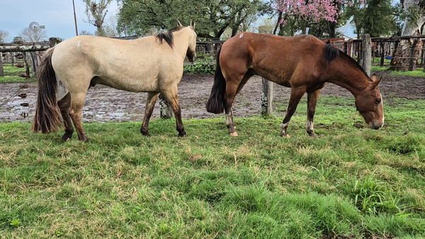 Lote 2 Montados