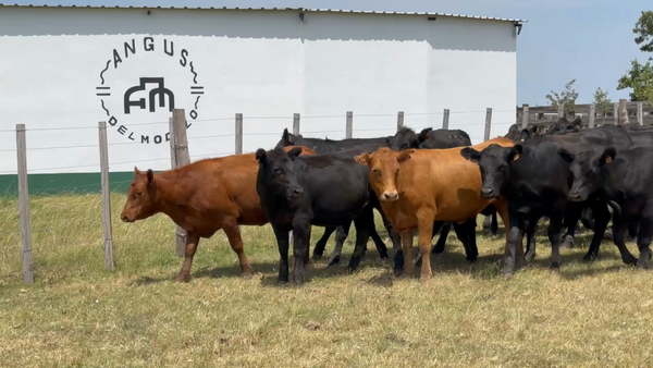 Lote 40 Vaquillonas 1 a 2 años en Paso del Rey Yí, Florida