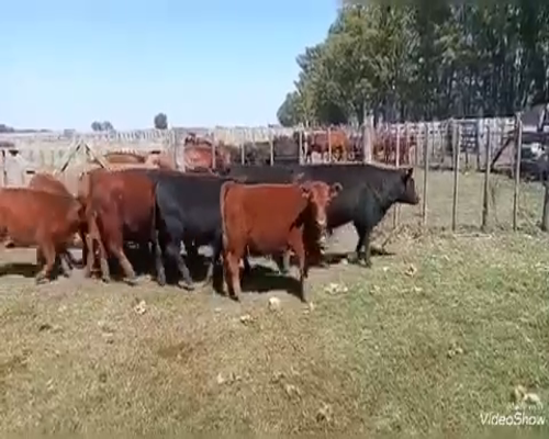 Lote 35 Terneros en Las Flores, Buenos Aires