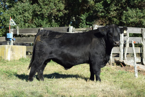 Lote PEEBLES 8 (negro)