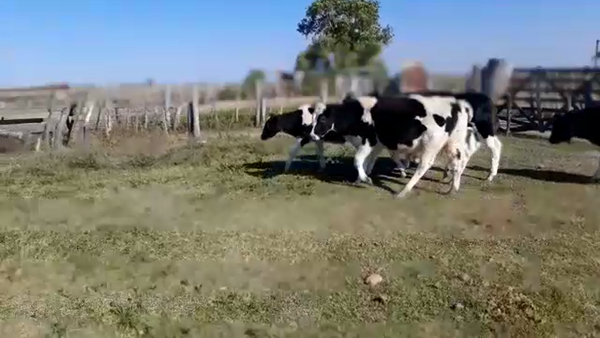 Lote 8 Novillitos Humberto Primo en Humberto 1º, Santa Fe