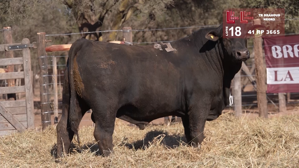 Lote BRANGUS NEGRO